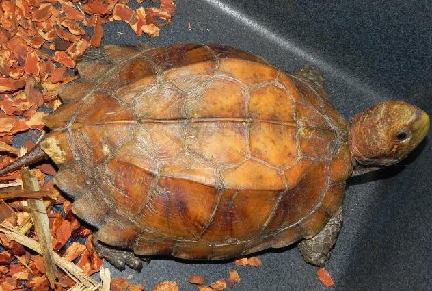 全球10大最凶猛的乌龟：棱皮龟和鳄龟全入榜，你敢养吗？