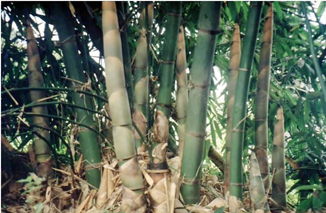 世界上最高最粗的竹子：巨龙竹最高可达45米