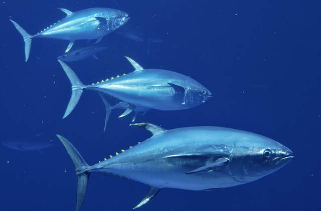 世界上最稀有最贵的金枪鱼：蓝鳍金枪鱼4800元一两