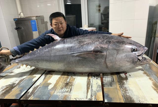 世界上最稀有最贵的金枪鱼：蓝鳍金枪鱼4800元一两