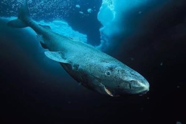 世界体型最长的十大鱼类，鲸鲨排名首位