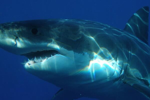 世界体型最长的十大鱼类，鲸鲨排名首位