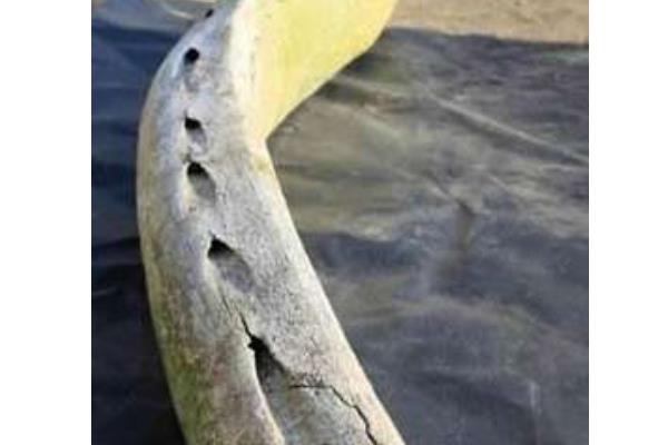 世界上最大的鱼刺：全长可达3米，重达90斤