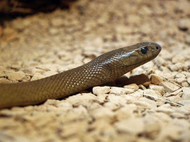 世界上最毒的陆栖蛇：内陆太攀蛇可15秒毒杀一人