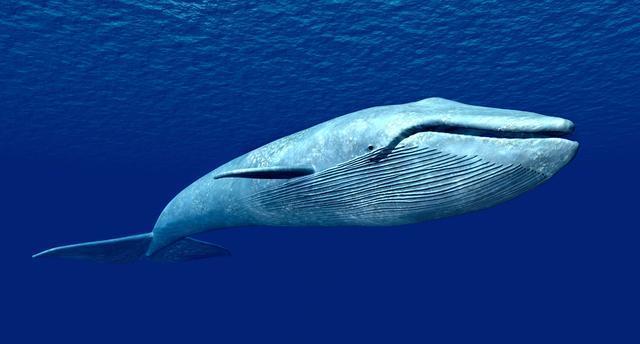 世界上最有趣的十种动物：蓝鲸拥有巨大的心脏
