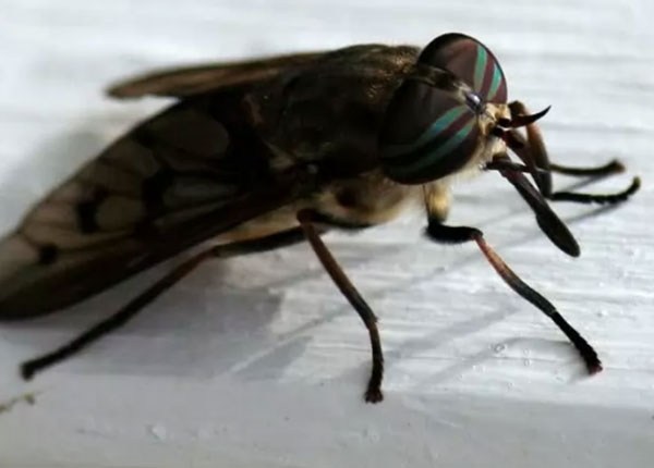 世界十大最令人讨厌的昆虫：蚊子和苍蝇位列前两名