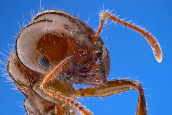世界十大最令人讨厌的昆虫：蚊子和苍蝇位列前两名