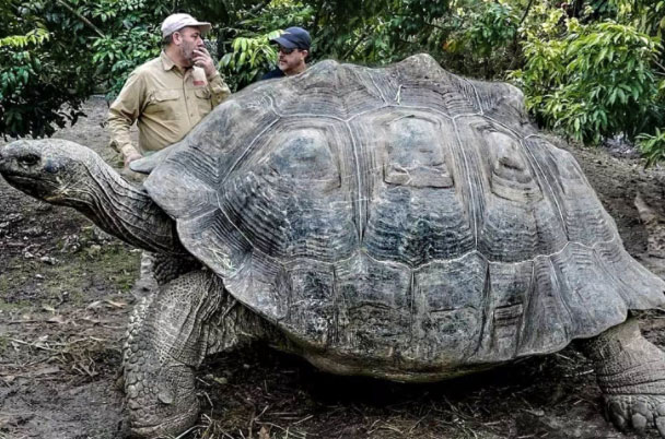世界上最大的乌龟排名：棱皮海龟第一名，重量达1300斤
