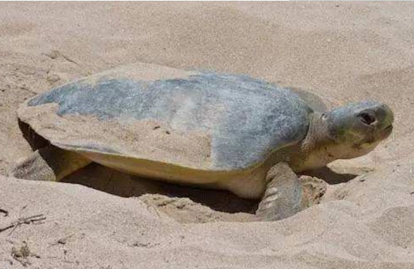 世界上最大的乌龟排名：棱皮海龟第一名，重量达1300斤