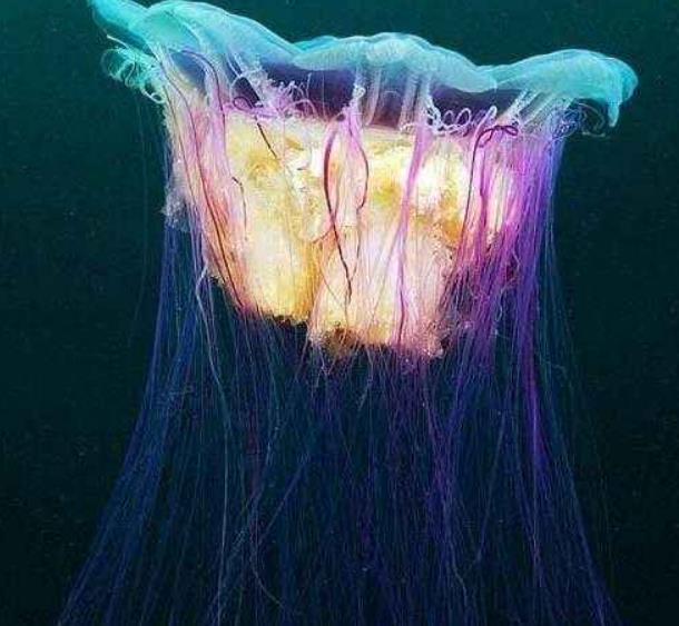 世界上最长的水母：北极霞水母触须长达40多米