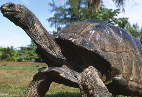 世界上活得最长的乌龟：亚达伯拉象龟活了256岁
