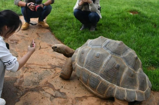世界上活得最长的乌龟：亚达伯拉象龟活了256岁