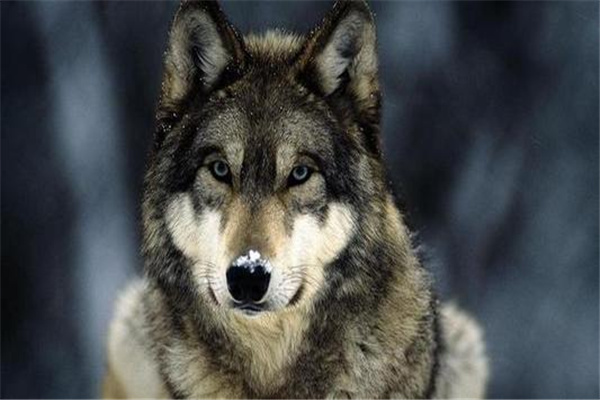 世界上最厉害的八种狼：北美灰狼体型最大最凶猛