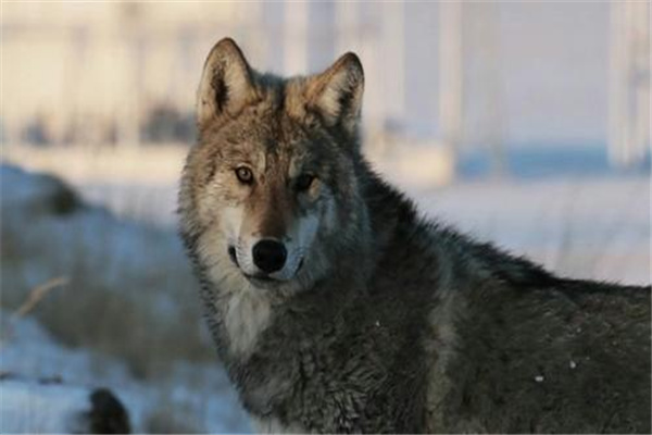 世界上最厉害的八种狼：北美灰狼体型最大最凶猛