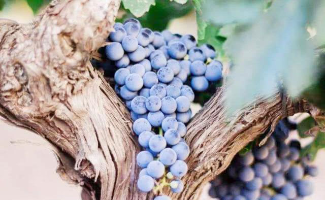 世界上最古老的葡萄树：树龄有176年，每年产7吨葡萄