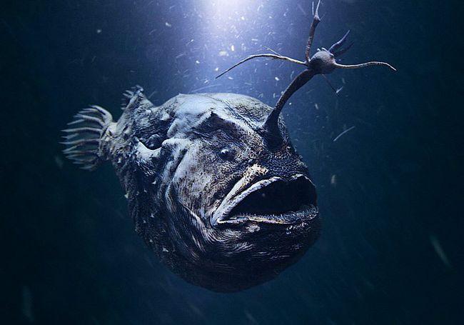 揭秘深海里可怕的十大生物，你见过几种？