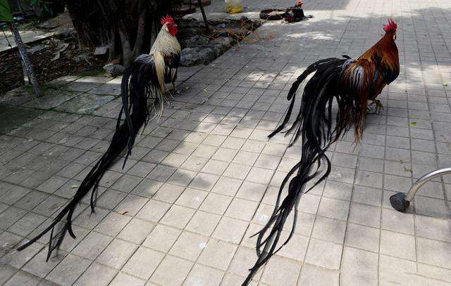 世界上羽毛最长的鸟：长尾鸡尾巴羽毛长达12.5米