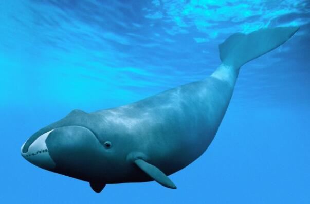 世界体型最大的十种鲸鱼，虎鲸垫底，蓝鲸夺冠
