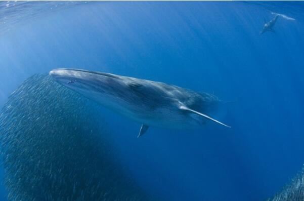 世界体型最大的十种鲸鱼，虎鲸垫底，蓝鲸夺冠