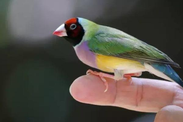地球上10大最美丽的鸟：孔雀上榜，第一名是彩虹吸蜜鹦鹉