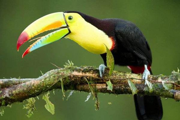 地球上10大最美丽的鸟：孔雀上榜，第一名是彩虹吸蜜鹦鹉