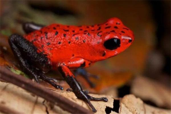 地球上10大最毒的青蛙，草莓箭毒蛙排名榜首
