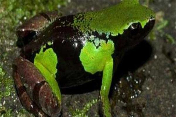 地球上10大最毒的青蛙，草莓箭毒蛙排名榜首