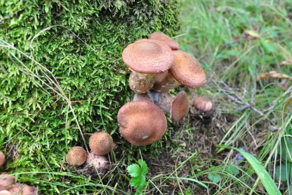 世界最大蘑菇长了2800多年：重达上千吨，占地10平方公里