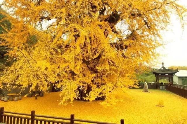 世界上最漂亮的四棵树，中国银杏树尽领风骚