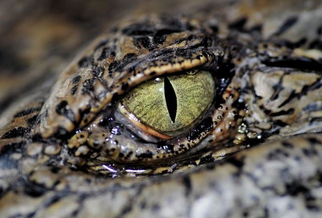 世界最奇特的十大动物的眼睛，你见过几种？