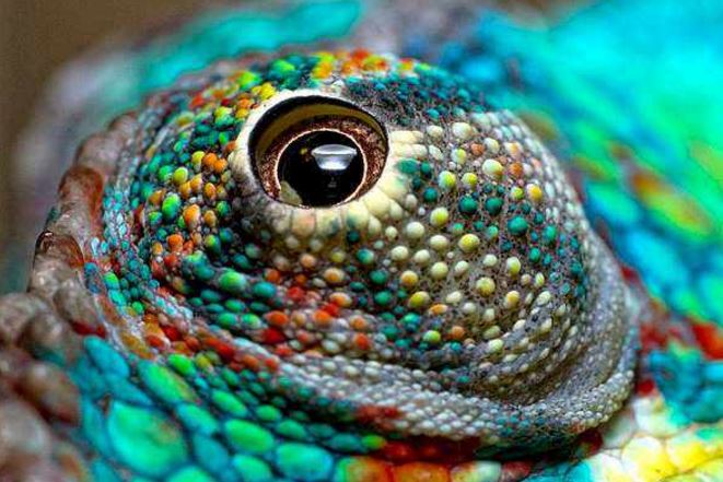 世界最奇特的十大动物的眼睛，你见过几种？