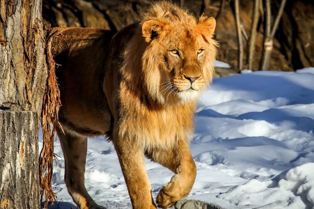 世界上最危险十大猫科动物：猎豹垫底，西伯利亚虎第一名