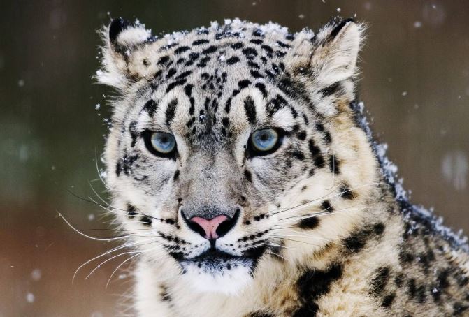 世界上最危险十大猫科动物：猎豹垫底，西伯利亚虎第一名