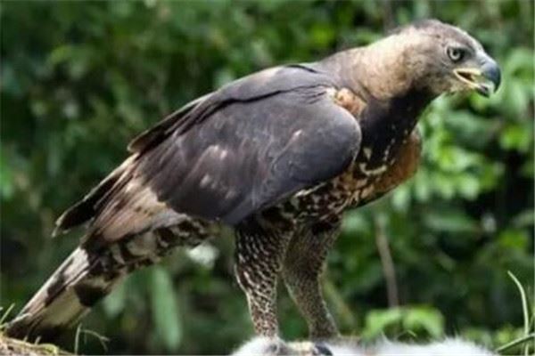 世界十大猛禽实力排名，雕鸮攻击力超强排第一