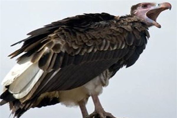 世界十大猛禽实力排名，雕鸮攻击力超强排第一