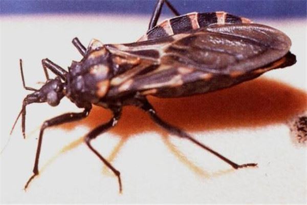世界十大吸血鬼生物：蚊子仅居第八，冠军是锥蝽