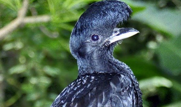 世界上最奇异的十种鸟类：鸮鹦鹉上榜，麝雉排第一