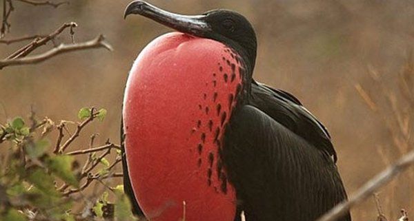 世界上最奇异的十种鸟类：鸮鹦鹉上榜，麝雉排第一
