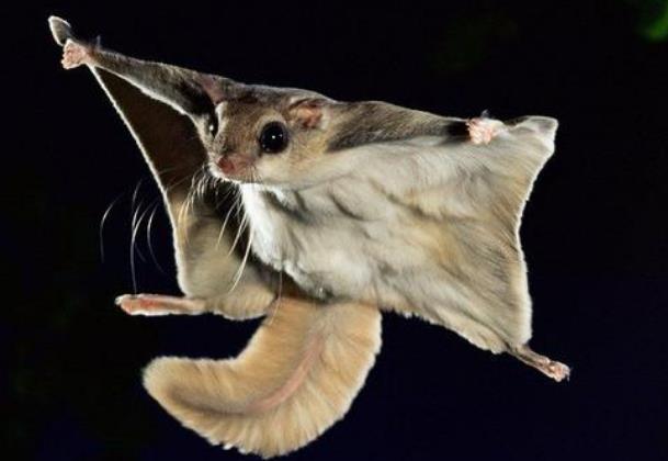 世界上会飞的鼠：鼯鼠可借助四肢飞行