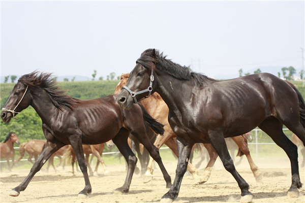 世界上跑得最快的马是什么马？英国纯血马可达20米每秒