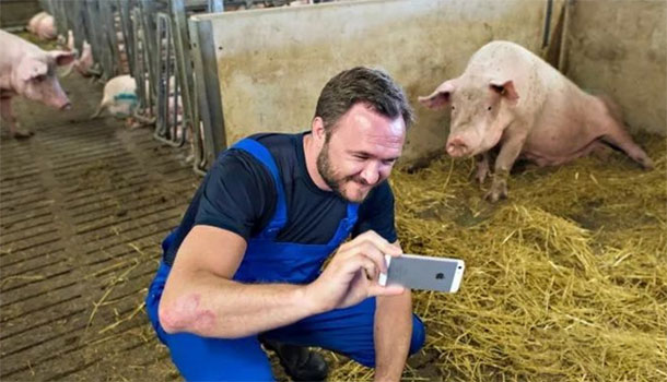 欧洲养猪第一大国：丹麦养1万头猪只需3人，人猪比例1∶5