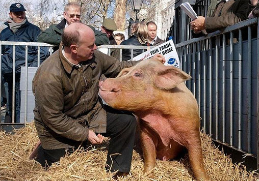 欧洲养猪第一大国：丹麦养1万头猪只需3人，人猪比例1∶5