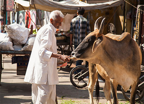 世界养牛第一大国：印度有3亿多头牛，每4人就有一头牛