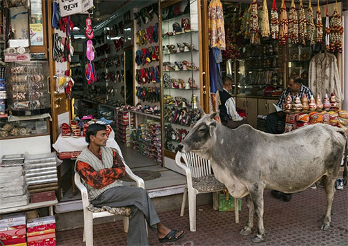 世界养牛第一大国：印度有3亿多头牛，每4人就有一头牛