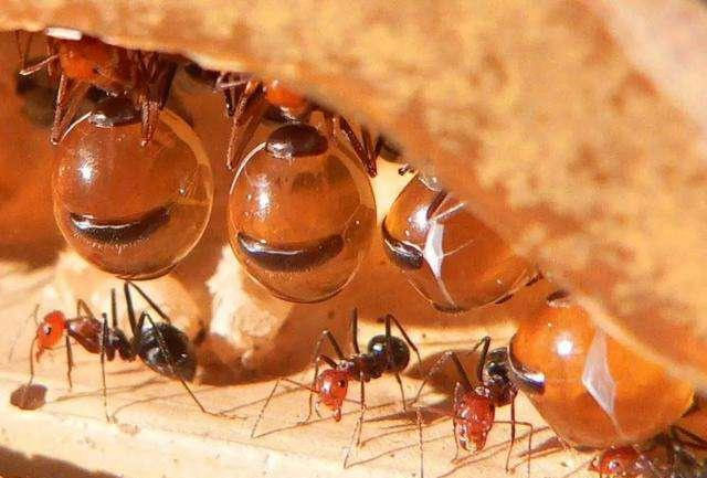 地球上肚子最大的蚂蚁：蜜蚁可以直接吃！