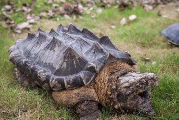 世界上最凶的乌龟排名：棱皮海龟冠军，鳄龟亚军