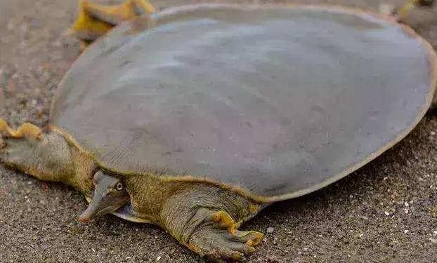 世界上最凶的乌龟排名：棱皮海龟冠军，鳄龟亚军
