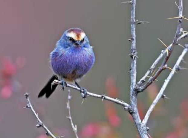 世界上最美的雀：花彩雀莺宛若高原的七彩精灵