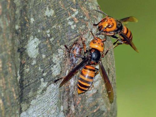 世界上最危险毒性最大的10种蜂类，虎头蜂位列第一