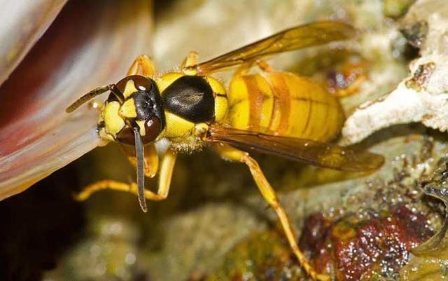 世界上最危险毒性最大的10种蜂类，虎头蜂位列第一